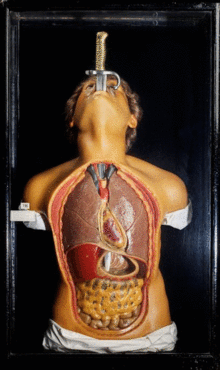 Down the Hatch: The History and Anatomy of Sword Swallowing: An