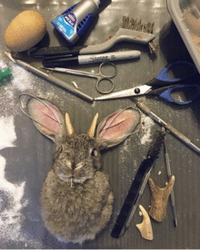 Rabbit Jackalope Taxidermy Class